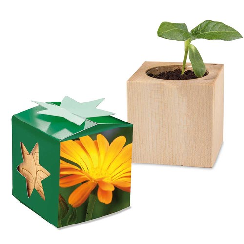 Plant-wood star-box with seeds - Marigold