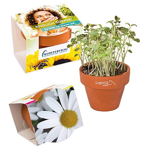 Mini logo-pot complete paper band with seeds - Marguerite