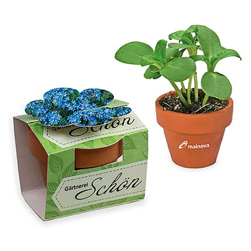 Mini plant-pot flower with seeds - Forget-me-not