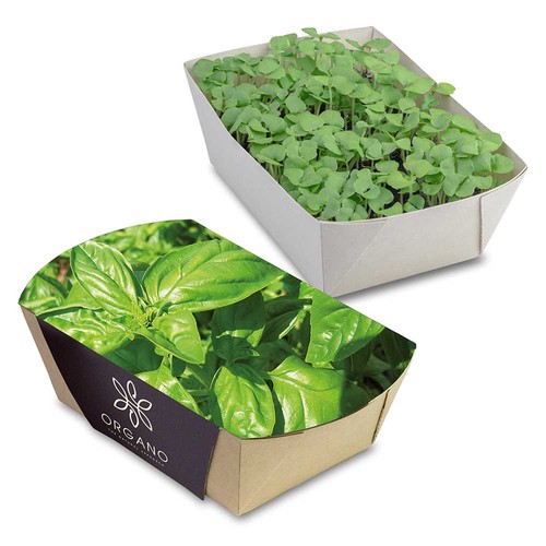 Plant-bowl with seeds - Basil