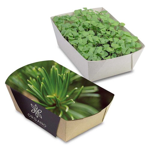 Plant-bowl with seeds - Spruce