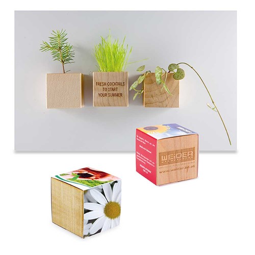 Plant-wood magnet with seeds - Marguerite