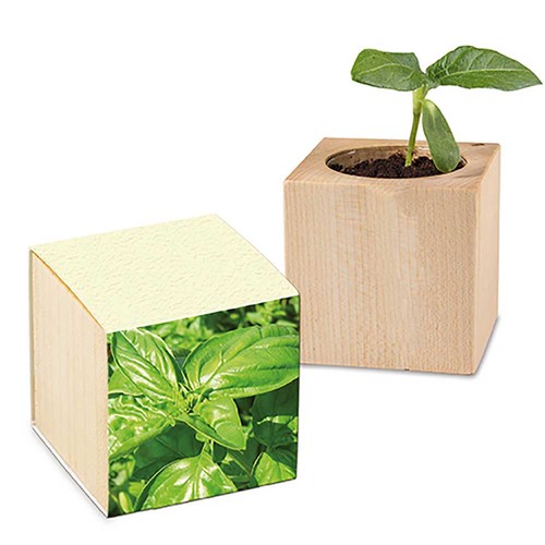 Plant-wood with seeds (paper band from grass paper) - Basil