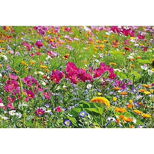 Plant-cork round with seeds - Summerflowers mix Plant-cork round with seeds - Summerflowers mix