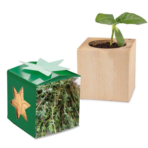 Plant-wood star-box with seeds - Thyme