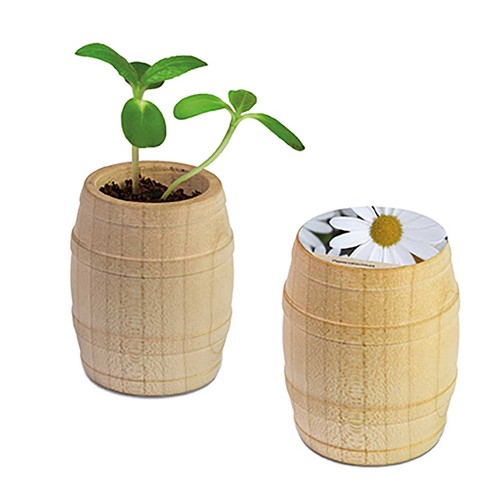 Plant-barrel with seeds - Marguerite