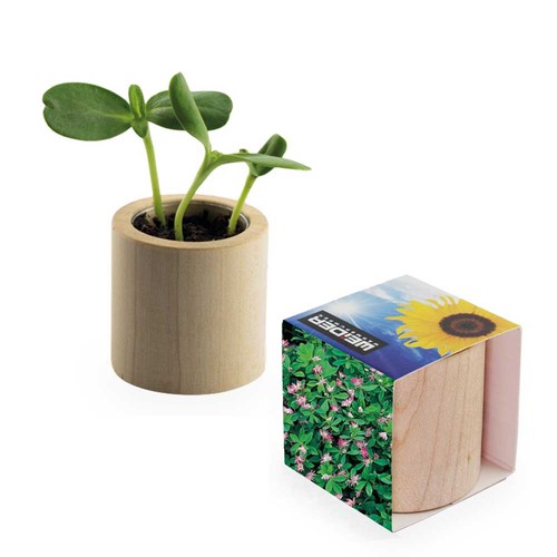 Plant-wood round with seeds - Persian clover (seeds)