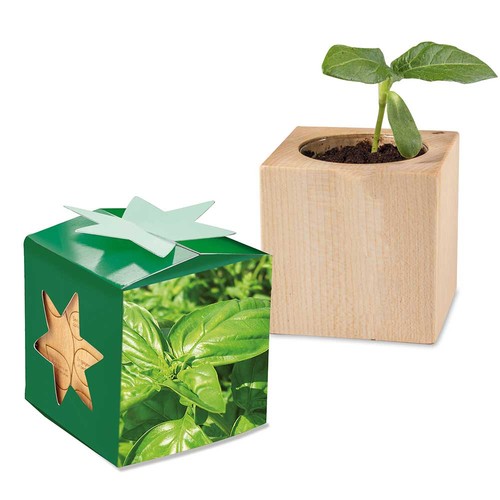 Plant-wood star-box with seeds - Basil