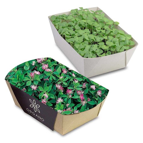 Plant-bowl with seeds - Persian clover (seeds)