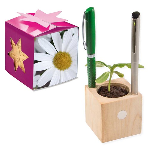 Plant-wood office star-box with seeds - Marguerite
