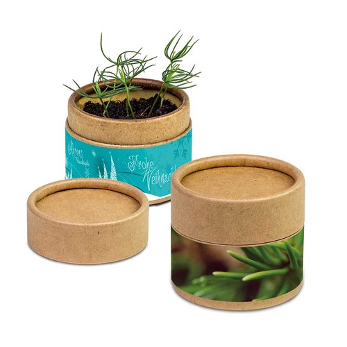 Plant-cup with seeds - Christmas - Spruce