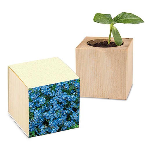 Plant-wood with seeds (paper band from grass paper) - Forget-me-not