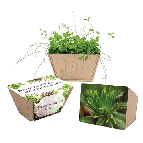 Mini-bed with seeds - Spruce