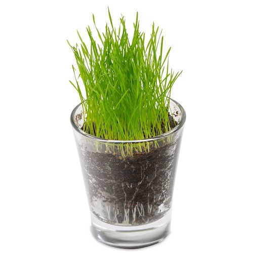 Caffeino-Glass with seeds - Thyme Caffeino-Glass with seeds - Thyme