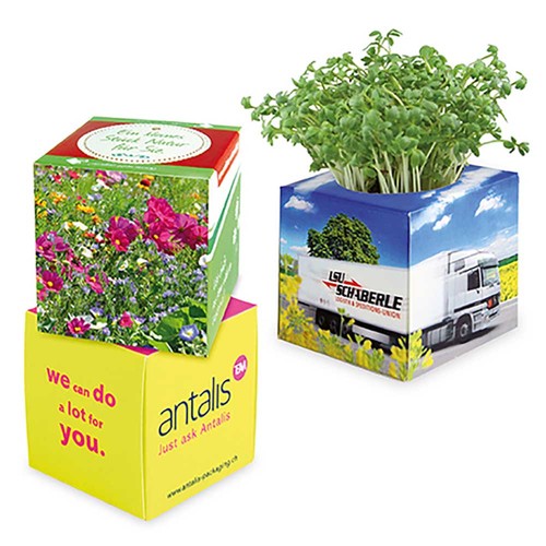 Plant-cube 2.0 with seeds - Christmas - Summerflowers mix