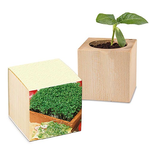 Plant-wood with seeds (paper band from grass paper) - Cress