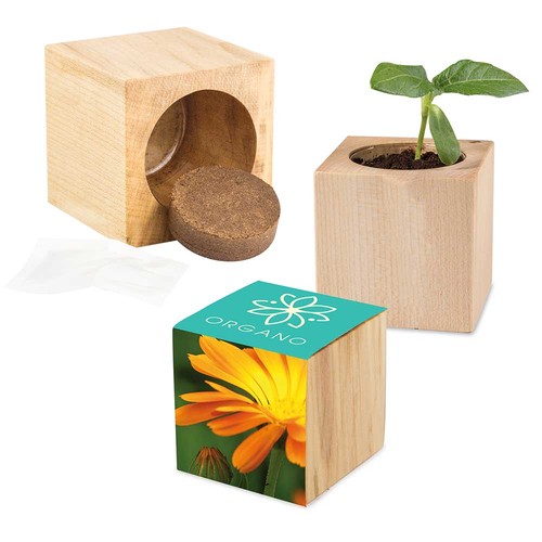 Plant-wood Maxi with seeds - Marigold