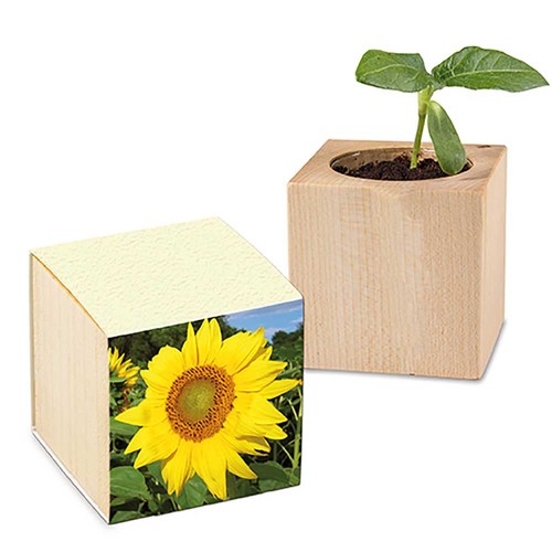 Plant-wood with seeds (paper band from grass paper) - Sunflowers