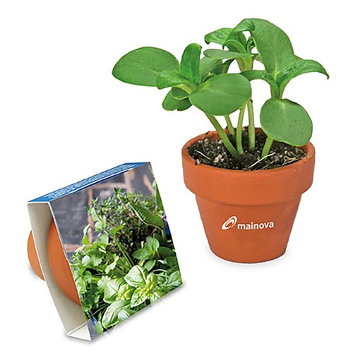 Logo-pot with seeds - teracotta - Herb-mixture