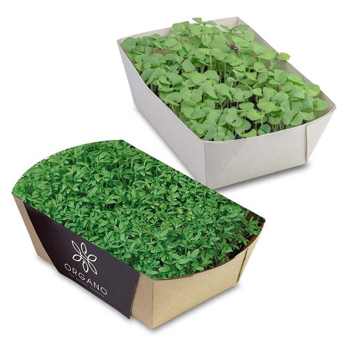 Plant-bowl with seeds - Cress