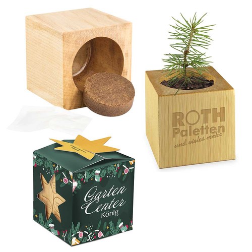 Plant-wood office star-box Xmas with spruce seeds - Spruce
