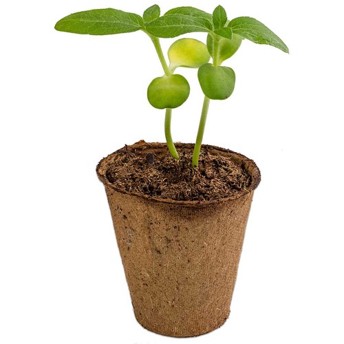 Cultivation set with seeds - Thyme Cultivation set with seeds - Thyme