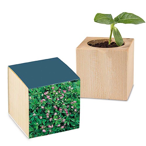 Plant-wood with seeds - Persian clover (seeds)