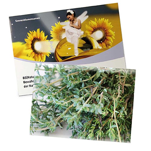 Seed-bag large - Standard paper - Thyme