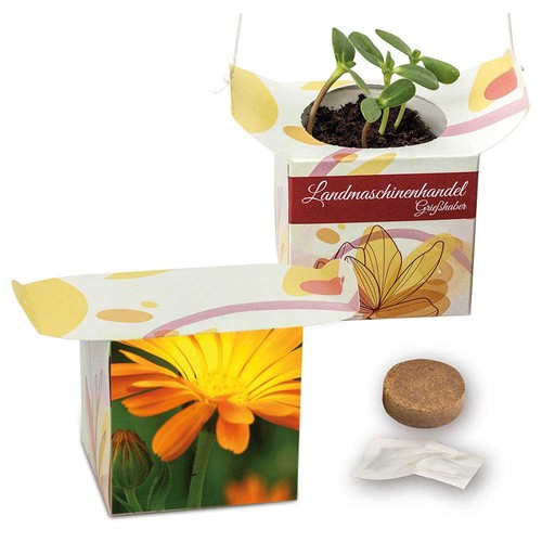 Hanging pot - Marigold