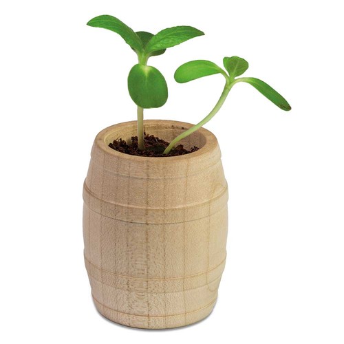 Plant-barrel with seeds - Persian clover (seeds) Plant-barrel with seeds - Persian clover (seeds)
