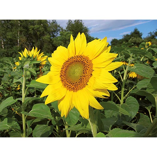 Plant-cork round with seeds - Sunflowers Plant-cork round with seeds - Sunflowers