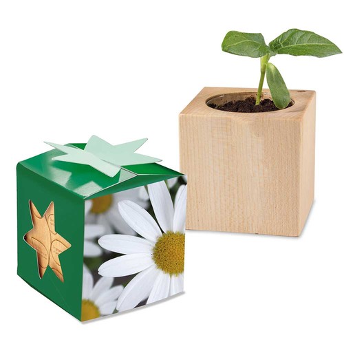 Plant-wood star-box with seeds - Marguerite