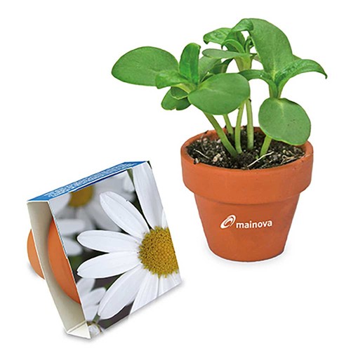 Logo-pot with seeds - teracotta - Marguerite