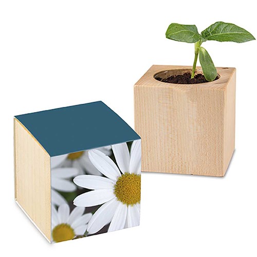 Plant-wood with seeds - Marguerite