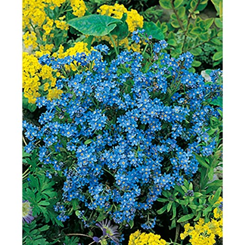 Plant-wood round with seeds - Forget-me-not Plant-wood round with seeds - Forget-me-not