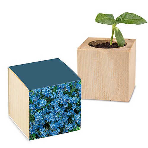 Plant-wood with seeds - Forget-me-not