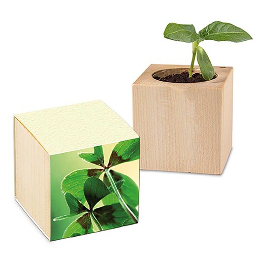 Plant-wood with seeds (paper band from grass paper) - Four-leaf clover