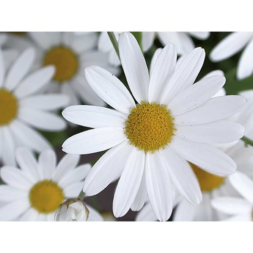 Plant-cork round with seeds - Marguerite Plant-cork round with seeds - Marguerite