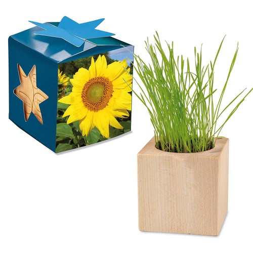 Plant-wood maxi star-box with seeds - Sunflowers