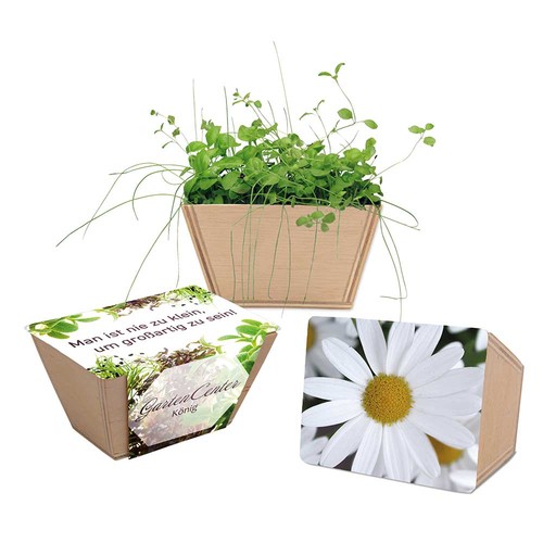 Mini-bed with seeds - Marguerite