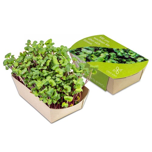 Microgreens-Garden - Radish china roses