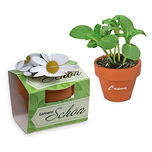 Mini plant-pot flower with seeds - Marguerite