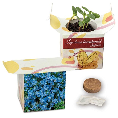 Hanging pot - Forget-me-not