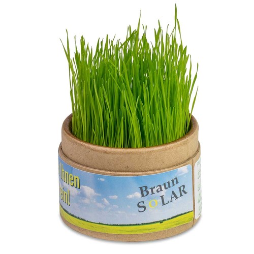 Plant-cup with seeds - Thyme Plant-cup with seeds - Thyme