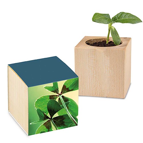 Plant-wood with seeds - Four-leaf clover