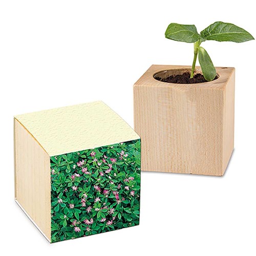 Plant-wood with seeds (paper band from grass paper) - Persian clover (seeds)