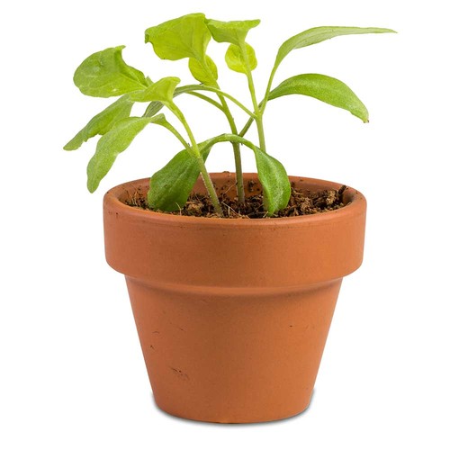 Boxed pleasure - Green-Mix - sunflower Boxed pleasure - Green-Mix - sunflower