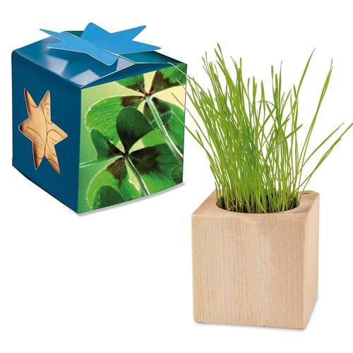 Plant-wood maxi star-box with seeds - Four-leaf clover