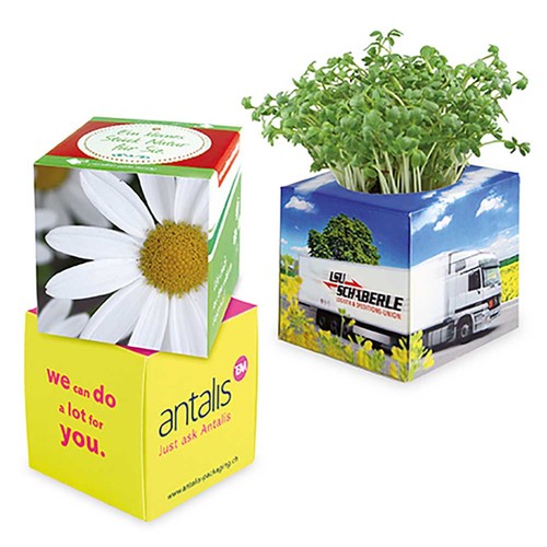 Plant-cube 2.0 with seeds - Christmas - Marguerite