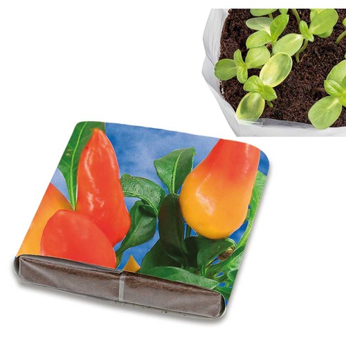 Pop-up potting soil with seeds - Chili